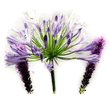 Агапантус (Африканская лилия) Agapanthus