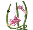 Апорокактус (Aporocactus)
