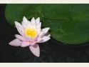 Водяная лилия, lotos