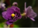 фиолетовый цветок 